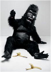 Defensive Driving Monkey