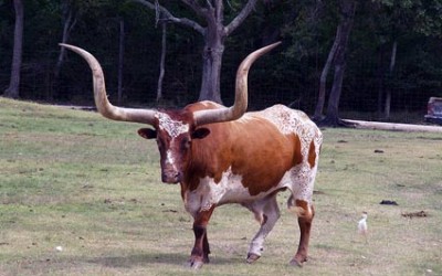 Defensive Driving Manvel Texas