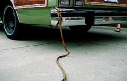 Pet Passenger