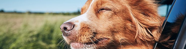 Pets In Cars Header